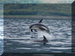 Delfiner ved Kinnholmen. Foto: Idar Nilssen.